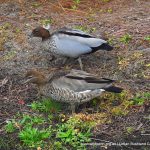 Australian Wood Duck.