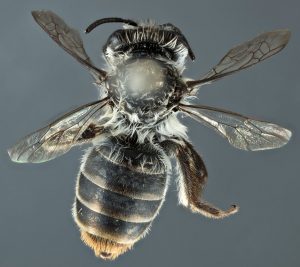 Photo of Douglas' Broad-headed Bee