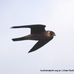 Australian Hobby.