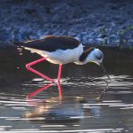 Pied Stilt.