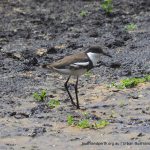 Red-kneed Dotterel.