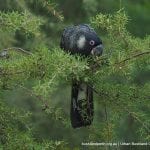 Carnaby's Black-Cockatoo.