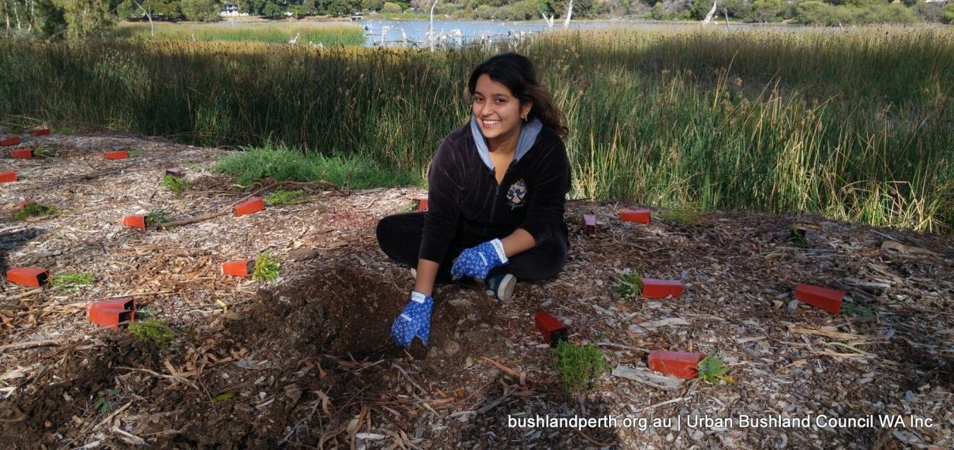 Planting at Lake Claremont