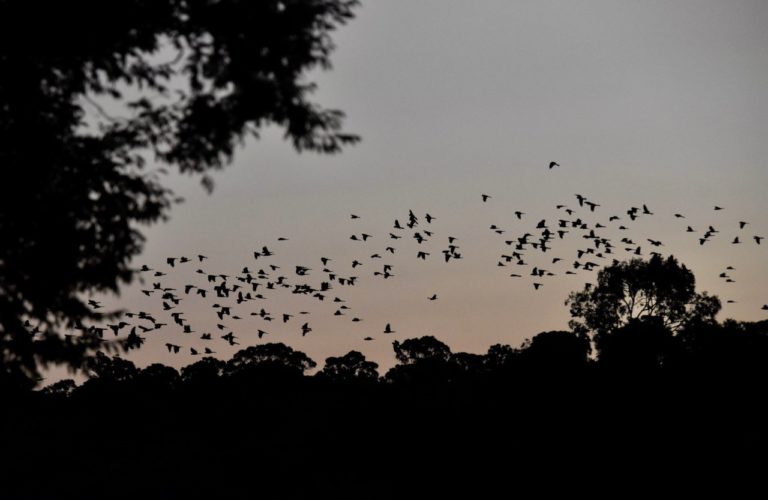 Carnaby's Cockatoos