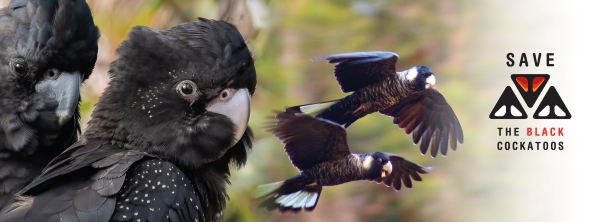 Save the black cockatoos