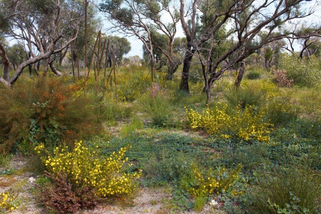 Banksia woodland
