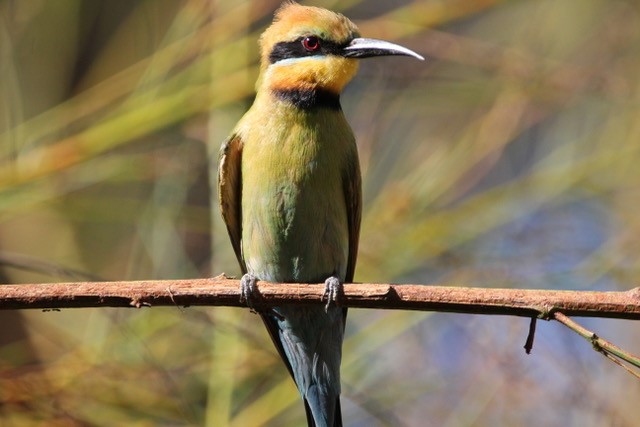 Rainbow bee eater bird