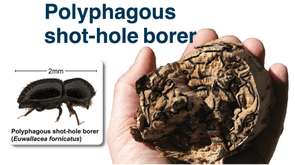 Polyphagous shot hole borer