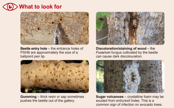 Polyphagous shot hole borer