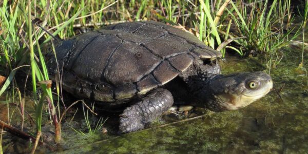 western swamp tortoise