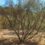White Broom No 2
