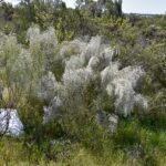 White Broom No 4