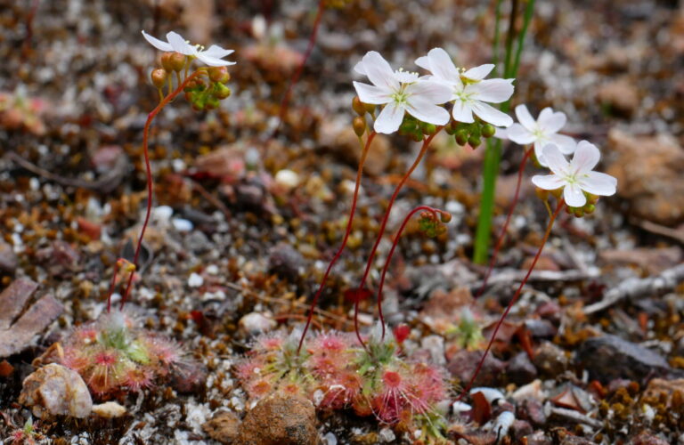 Drosera oreopodion P1760351a 2048x1538