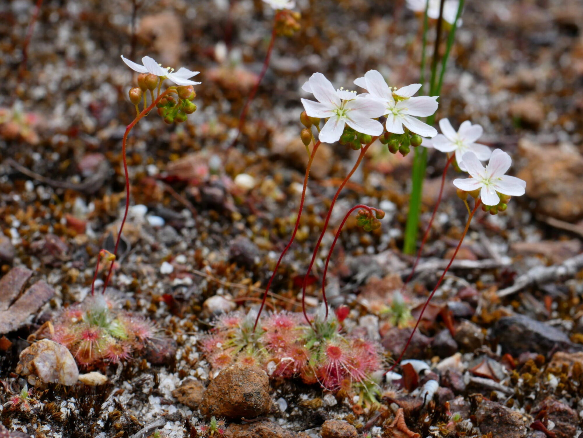 Drosera oreopodion P1760351a 2048x1538