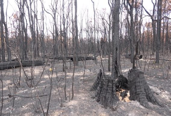 Perup prescribed burn