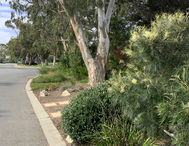 APACE verge S APACE verge S