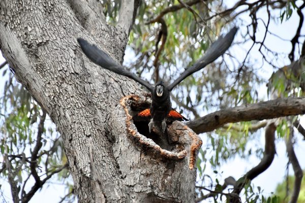 FRTBC UnderwoodAve MOwen 600