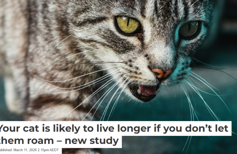 Conversation cats Screenshot 2026 03 27 112138