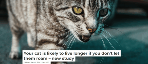 Conversation cats Screenshot 2026 03 27 112138