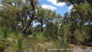 Lk. Thompson Woodland Scenes 28 Jan 2018 2 (1)